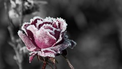 Nature ice roses selective coloring