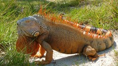Nature iguana Reptiles
