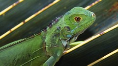 Nature iguana Reptiles