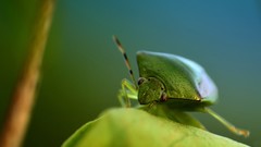 Nature insects Beetles bugs