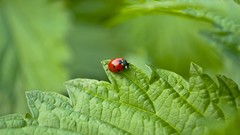Nature insects Beetles ladybirds