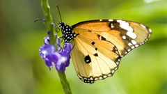 Nature insects Butterflies