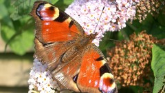 Nature insects Butterflies