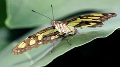 Nature insects Butterflies