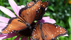 Nature insects Butterflies
