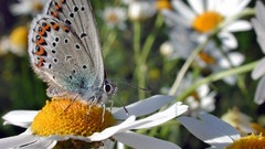 Nature insects Butterflies