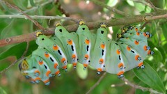 Nature insects caterpillars