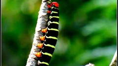 Nature insects caterpillars