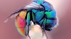 Nature insects colors bumblebee