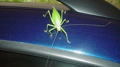 Nature insects crickets