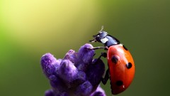 Nature insects depth of