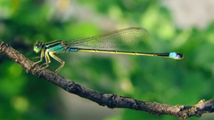 Nature insects Dragonflies