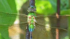Nature insects Dragonflies