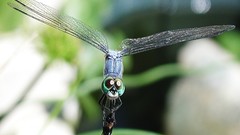 Nature insects dragonfly