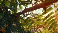 Nature insects Ferns Beetles