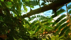 Nature insects Ferns Beetles