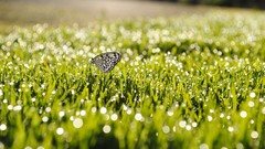 Nature insects grass bokeh