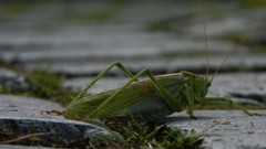 Nature insects grasshopper