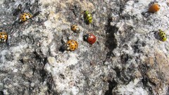 Nature insects ladybirds