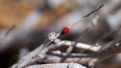 Nature insects ladybirds