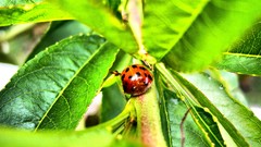 Nature insects ladybirds