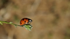 Nature insects ladybirds