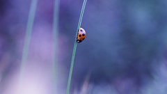 Nature insects ladybirds