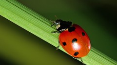 Nature insects ladybirds