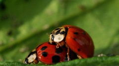 Nature insects ladybirds
