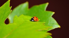 Nature insects ladybirds