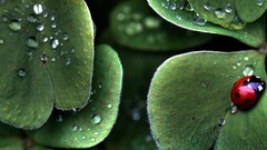 Nature insects leaves bugs