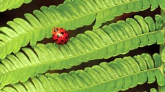 Nature insects leaves Ferns