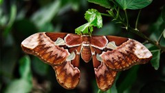 Nature insects leaves moth