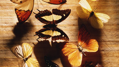 Nature insects macro Butterflies