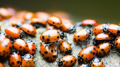 Nature insects many ladybirds