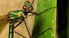 Nature insects photography Animals