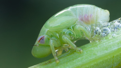 Nature insects photography Animals