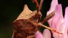 Nature insects photography Animals