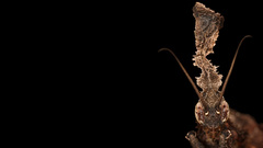 Nature insects photography Animals