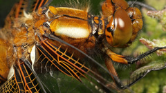 Nature insects photography Dragonflies