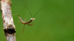 Nature insects photography mantis