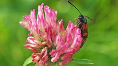 Nature insects pink flowers Spotted moths