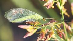 Nature insects Plants