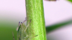 Nature insects Plants