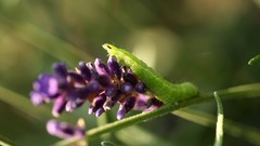 Nature insects purple flowers caterpillars