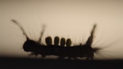 Nature insects silhouettes caterpillars