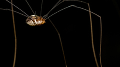 Nature insects spiders