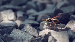 Nature insects wasp macro