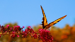 Nature insects wildlife macro