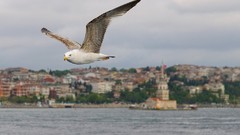 Nature Istanbul
